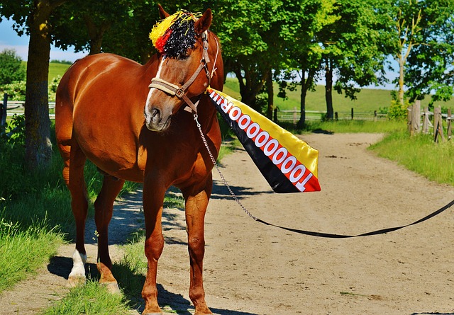 因脚踝伤病 因脚踝伤病